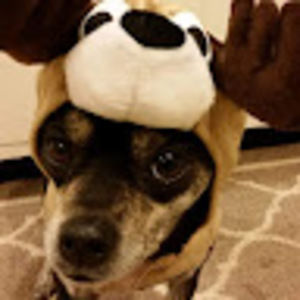 Meet your Posher, Julie